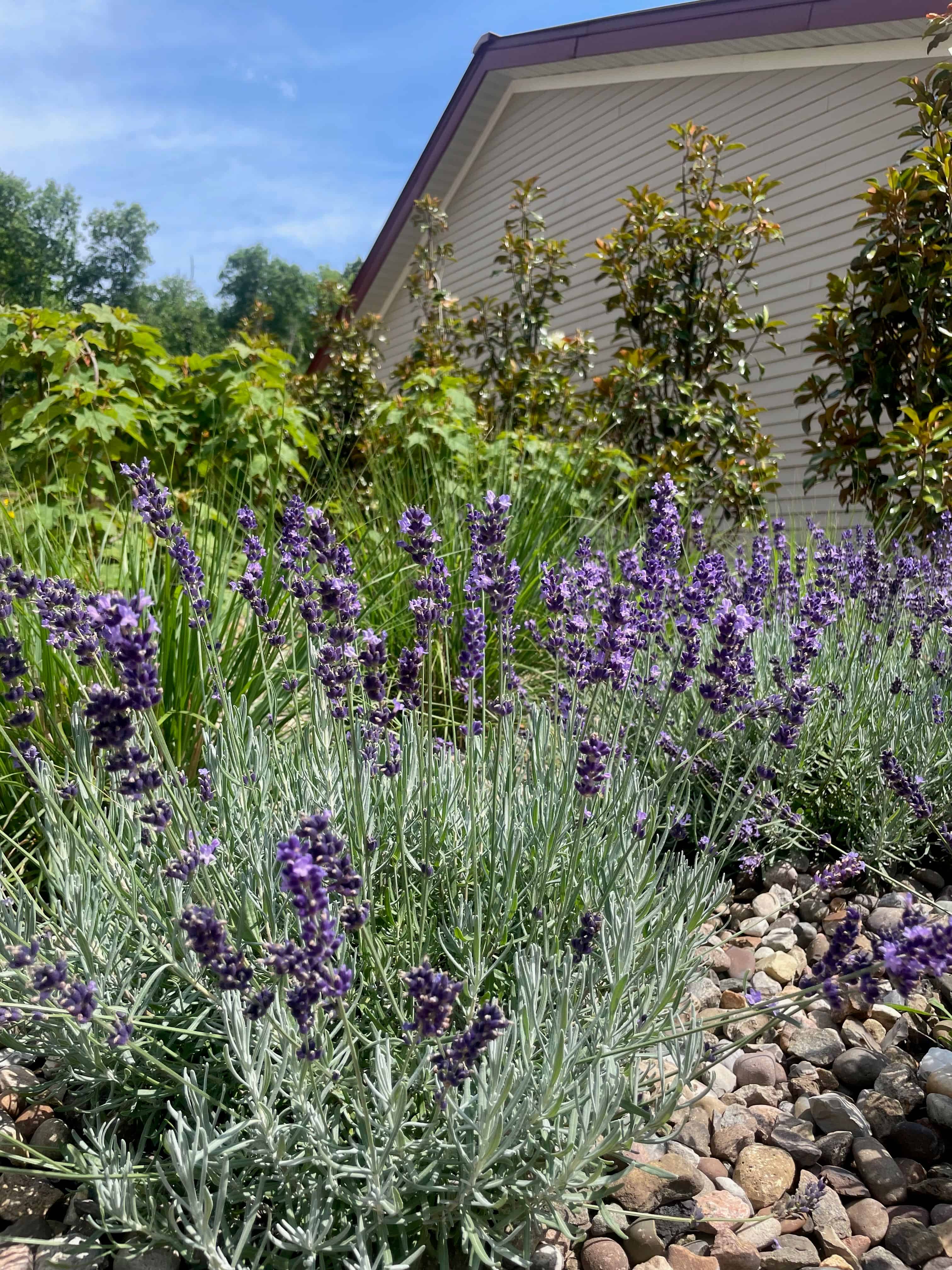 Planting & Garden Bed Installation image